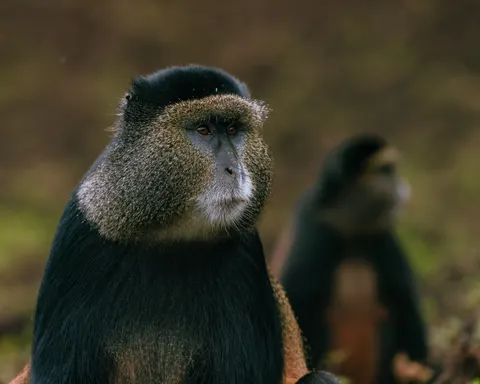 Gorilla 4K Wallpaper · animals · 3840×3072