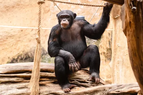 Gorilla 4K Wallpaper · animals · 3840×2563