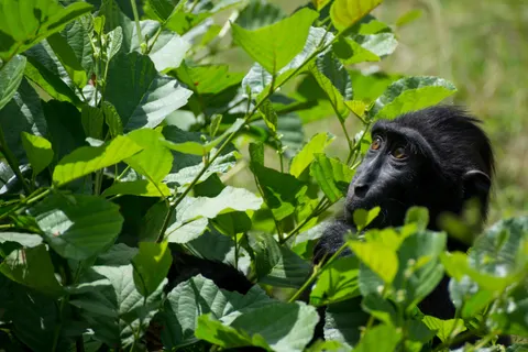 Gorilla 4K Wallpaper · animals · 3840×2560