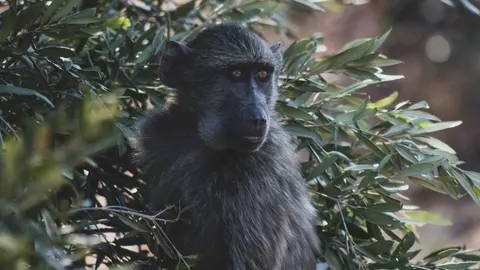 Sfondo Gorilla 4K · animals · 3840×2160