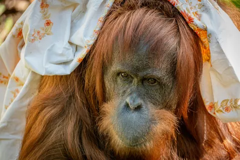 Gorilla 4K Wallpaper · animals · 3840×2560
