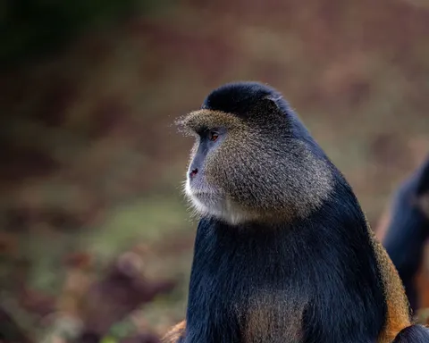 Gorilla 4K Wallpaper · animals · 3840×3072