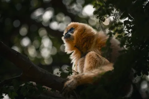 Gorilla 4K Wallpaper · animals · 3840×2560