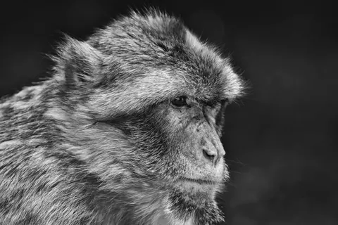 Gorilla 4K Wallpaper · animals · 3840×2560