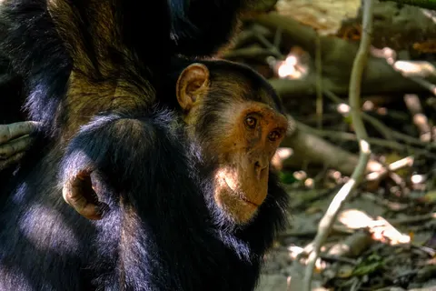 Gorilla 4K Wallpaper · animals · 3840×2560