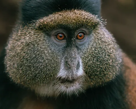 Gorilla 4K Wallpaper · animals · 3840×3072