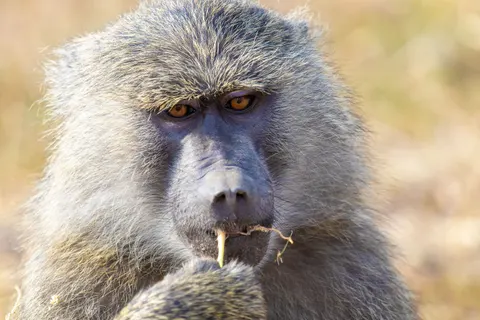 Gorilla 4K Wallpaper · animals · 3840×2560