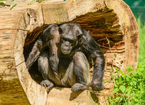Gorilla 4K Wallpaper · animals · 3840×2789