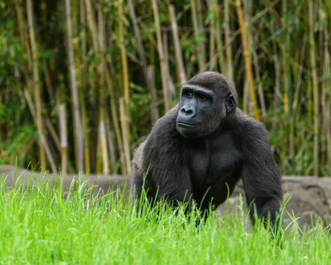 Gorilla 4K Wallpaper · animals · 3840×3072