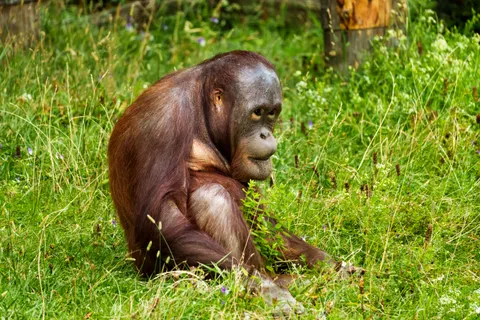 Gorilla 4K Wallpaper · animals · 3840×2560