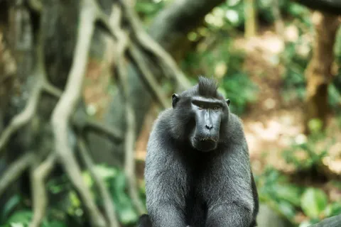 Gorilla 4K Wallpaper · animals · 3840×2560