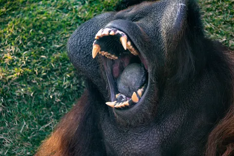 Gorilla 4K Wallpaper · animals · 3840×2560