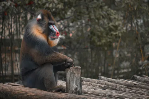 Sfondo Gorilla 4K · animals · 3840×2560