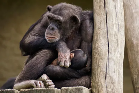 Gorilla 4K Wallpaper · animals · 3840×2560