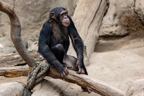 Gorilla 4K Wallpaper · animals · 3840×2560