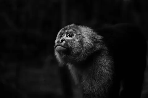 Gorilla 4K Wallpaper · animals · 3840×2560