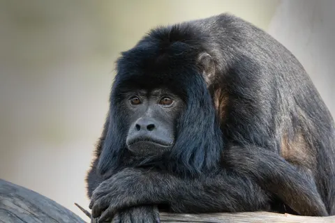 Gorilla 4K Wallpaper · animals · 3840×2560
