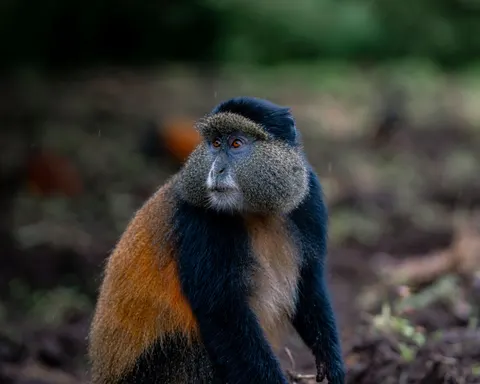 Gorilla 4K Wallpaper · animals · 3840×3072