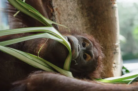 Gorilla 4K Wallpaper · animals · 3840×2553
