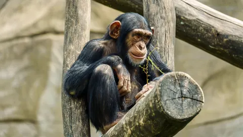 Gorilla 4K Wallpaper · animals · 3840×2160