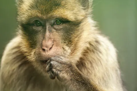 Gorilla 4K Wallpaper · animals · 3840×2560