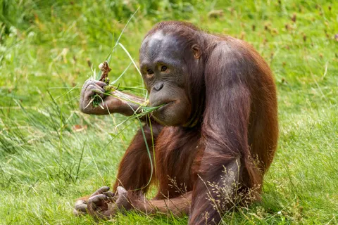 Gorilla 4K Wallpaper · animals · 3840×2560