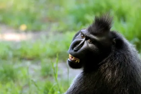 Gorilla 4K Wallpaper · animals · 3840×2560