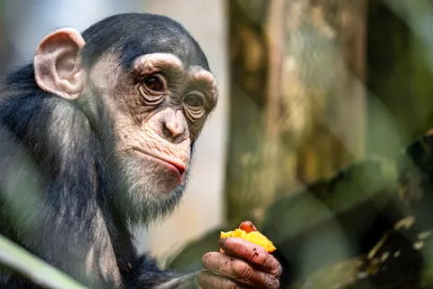 Gorilla 4K Wallpaper · animals · 3840×2560