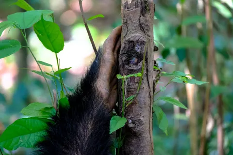 والپیپر گوریل با کیفیت 4K · animals · 3840×2560