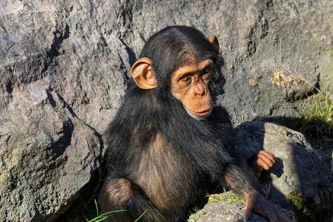 Gorilla 4K Wallpaper · animals · 3840×2560