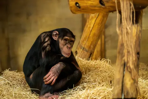 Gorilla 4K Wallpaper · animals · 3840×2560