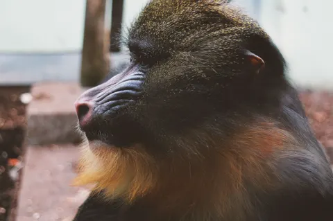 Gorilla 4K Wallpaper · animals · 3840×2553