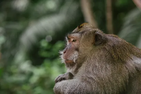 Gorilla 4K Wallpaper · animals · 3840×2560