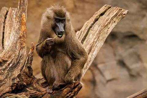 Gorilla 4K Wallpaper · animals · 3840×2560