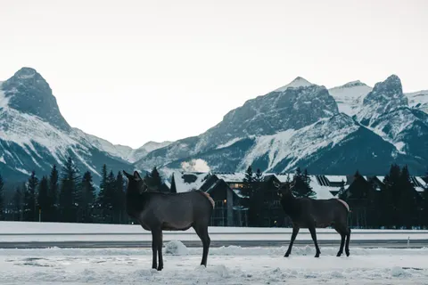 Deer in Snow 4K Wallpaper · animals · 3840×2561