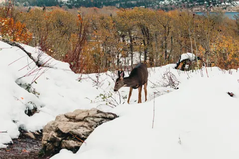 Deer in Snow 4K Wallpaper · animals · 3840×2560