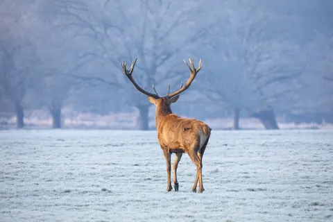 Обои Олень в снегу 4K · animals · 3840×2560