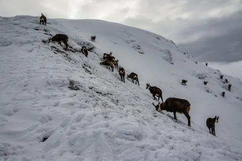 Deer in Snow 4K Wallpaper · animals · 3840×2560