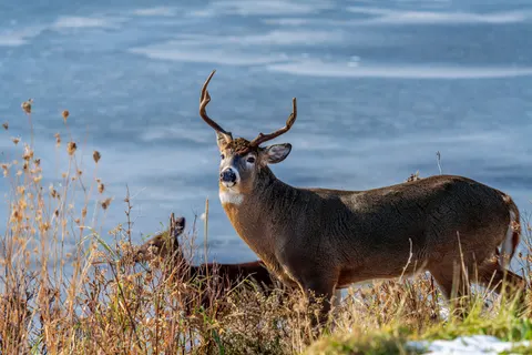 Deer in Snow 4K Wallpaper · animals · 3840×2560