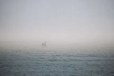 Deer in Snow 4K Wallpaper · animals · 3840×2560