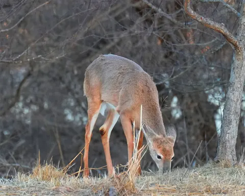 Deer in Snow 4K Wallpaper · animals · 3840×3072
