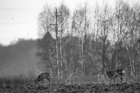 Deer in Snow 4K Wallpaper · animals · 3840×2560
