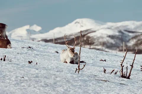 Deer in Snow 4K Wallpaper · animals · 3840×2560