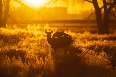Deer in Snow 4K Wallpaper · animals · 3840×2560