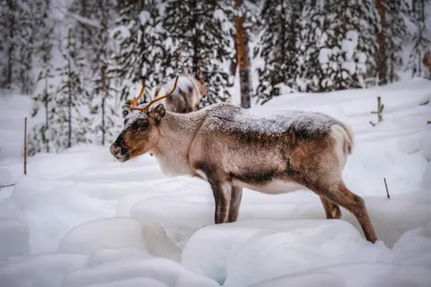 Deer in Snow 4K Wallpaper · animals · 3840×2560
