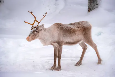 Hert in de sneeuw 4K-achtergrond · animals · 3840×2560