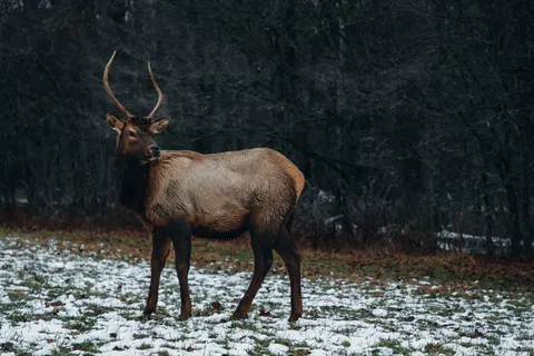 Deer in Snow 4K Wallpaper · animals · 3840×2560