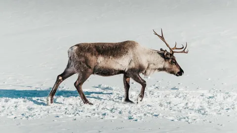 Deer in Snow 4K Wallpaper · animals · 3840×2160