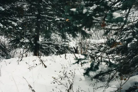 Deer in Snow 4K Wallpaper · animals · 3840×2561