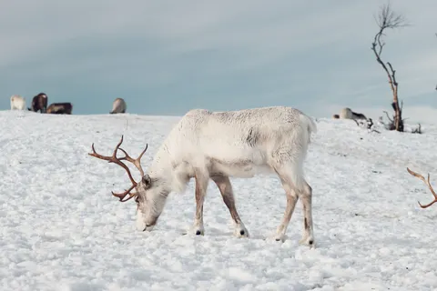 Deer in Snow 4K Wallpaper · animals · 3840×2560